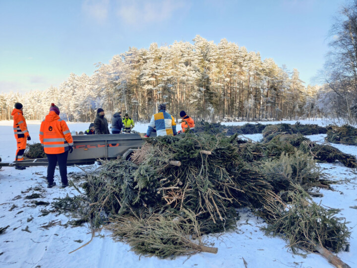 Haukijärven jäällä ihmisjoukko ja kasa joulukuusia.